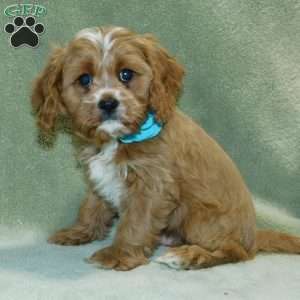 King, Cavapoo Puppy